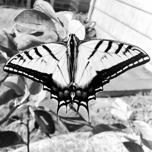 Meet your Posher, Dan